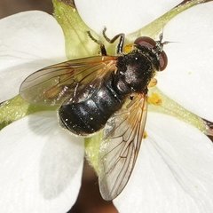 Blera nigra