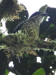 Ampelioides tschudii