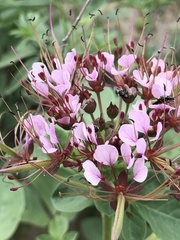 Polanisia dodecandra riograndensis