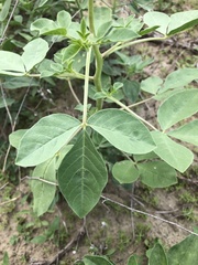 Polanisia dodecandra riograndensis