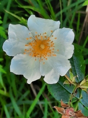 Rosa sempervirens