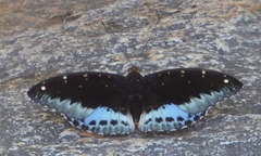 Lexias pardalis jadeitina