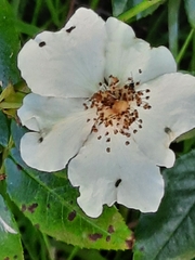 Rosa sempervirens