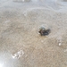 photo of Pacific Sand Crab (Emerita analoga)