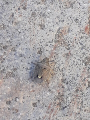 Holcostethus albipes