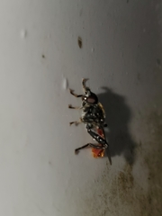 Xylota bicolor