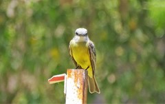 Tyrannus melancholicus