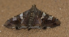 Glyphodes cosmarcha