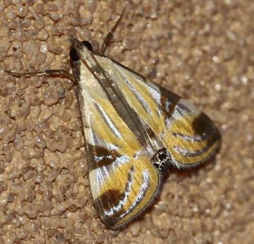 Fig Leaf Moth