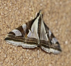 Agrioglypta excelsalis