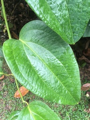 Smilax setosa