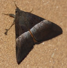Oxyodes tricolor