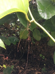 Smilax setosa