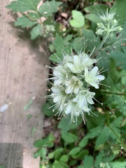 Hydrophyllum macrophyllum