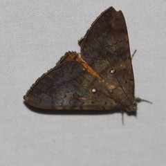 Oxyodes tricolor