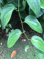 Smilax setosa
