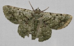 Aeolochroma hypochromaria