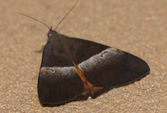 Oxyodes tricolor