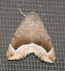 Dysgonia monogona