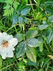 Rosa sempervirens
