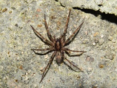 Liocranum