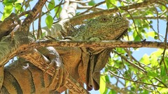 Iguana iguana