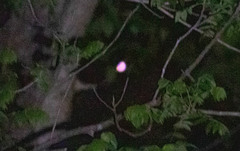 Antrostomus carolinensis