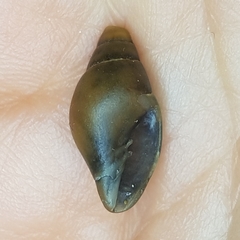 Episcomitra cornicula