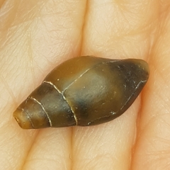 Episcomitra cornicula