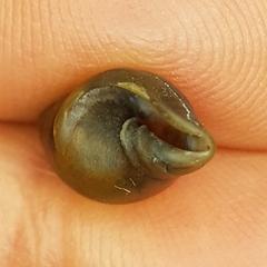 Episcomitra cornicula