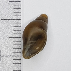 Episcomitra cornicula