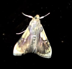 Rehimena cissophora
