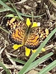 Phyciodes phaon