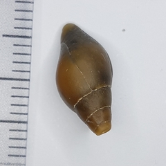 Episcomitra cornicula
