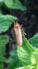 Cantharis livida