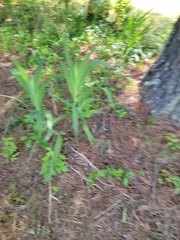 Iris domestica