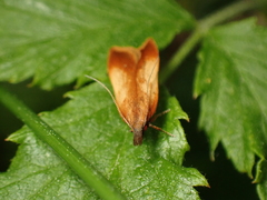Dichomeris ustalella