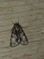Acronicta strigosa