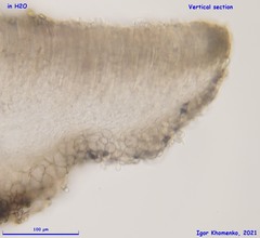 Mollisia fusca