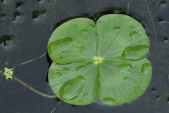 Marsilea crenata