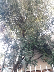 Blepharocalyx salicifolius