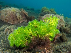 Cymopolia barbata