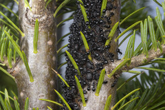 Dolichoderus taschenbergi