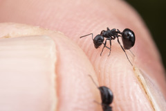 Dolichoderus taschenbergi