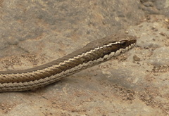 Philodryas chamissonis