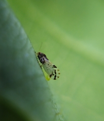 Cacopsylla pulchella