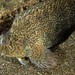 Rusty Blenny - Photo (c) Dennis Rabeling, some rights reserved (CC BY-NC-ND), uploaded by Dennis Rabeling