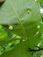 Phylloxera caryaeavellana