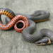 Mississippi Ringneck Snake - Photo (c) johnwilliams, some rights reserved (CC BY-NC), uploaded by johnwilliams