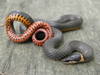 Mississippi Ringneck Snake - Photo (c) johnwilliams, some rights reserved (CC BY-NC), uploaded by johnwilliams